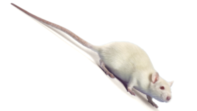 MD-Preclinical Safety Tests